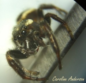 Eris militaris microscope