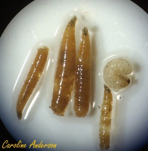 Asticots larves et pupe