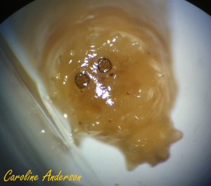 Calliphoridae larve_postérieur