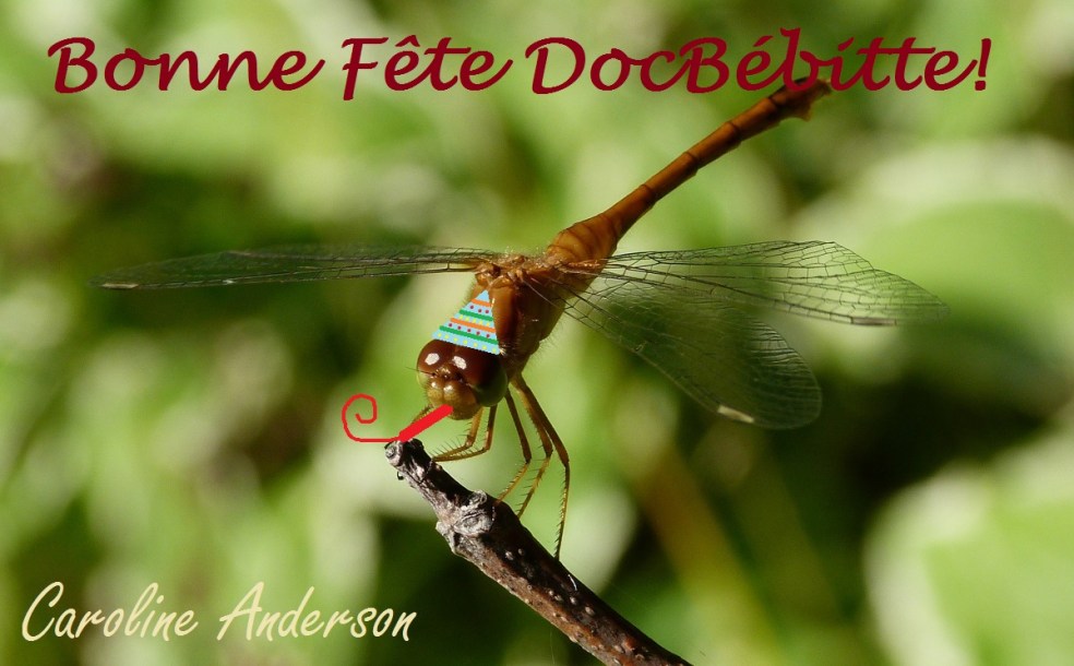 Sympetrum vicinum_Fête