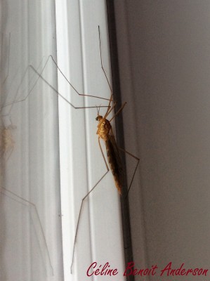 Tipule Janvier 2016_CBA