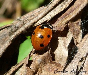 Coccinelle à sept points 2