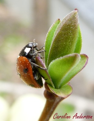 Coccinelle à sept points 3