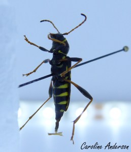 Clyte des champs dessous 1