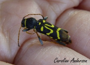 Clyte des champs dos