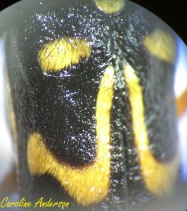 Clyte des champs_Close up 1