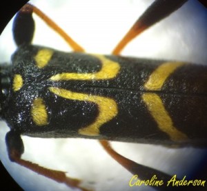 Clyte des champs_Close up 2