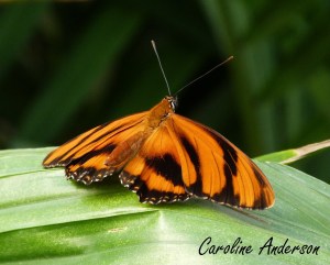 Papillons en fête 2