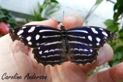 Papillons en fête 3