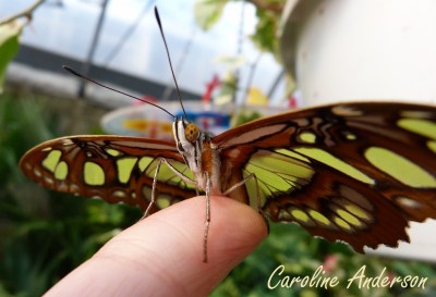 Papillons en fête 4