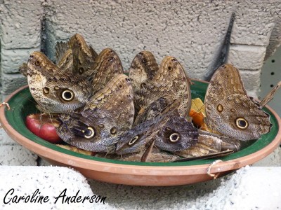 Papillons en fête 5