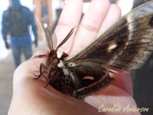 Festival insectes 10