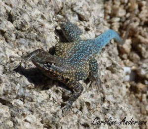 Lézard U. stansburiana