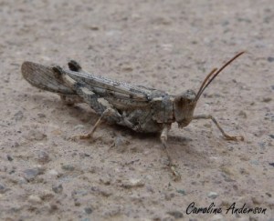 Trimerotropis pallidipennis_2