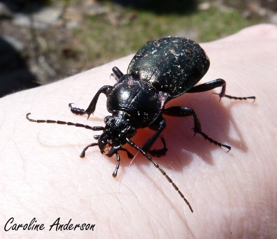 Carabe bronzé_Mai 2014