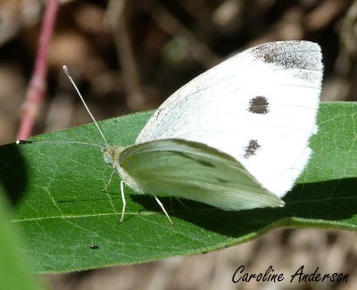 Piéride du chou_Adulte