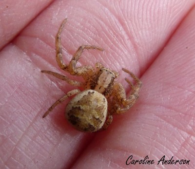 Thomisidae Printemps 2016