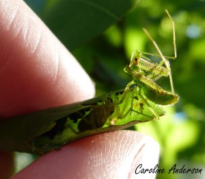 Zelus luridus_Automne 2015