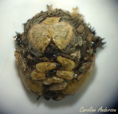 Cécropia mue chenille