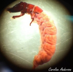 Hydropsychidae Macrostemum