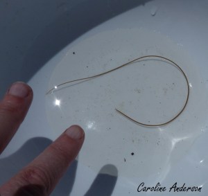 Nematomorpha_Marée basse 2