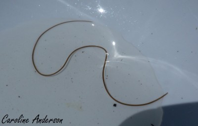 Nematomorpha_Marée basse 1