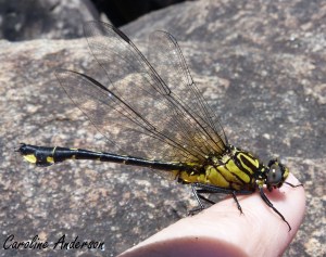 Gomphe-cobra mâle_côté