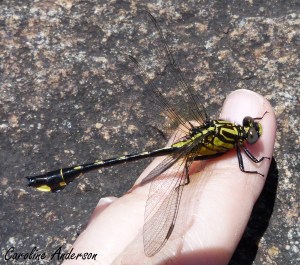 Gomphe-cobra mâle_dos