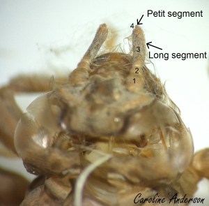 Naïade Exuvie_Notes2