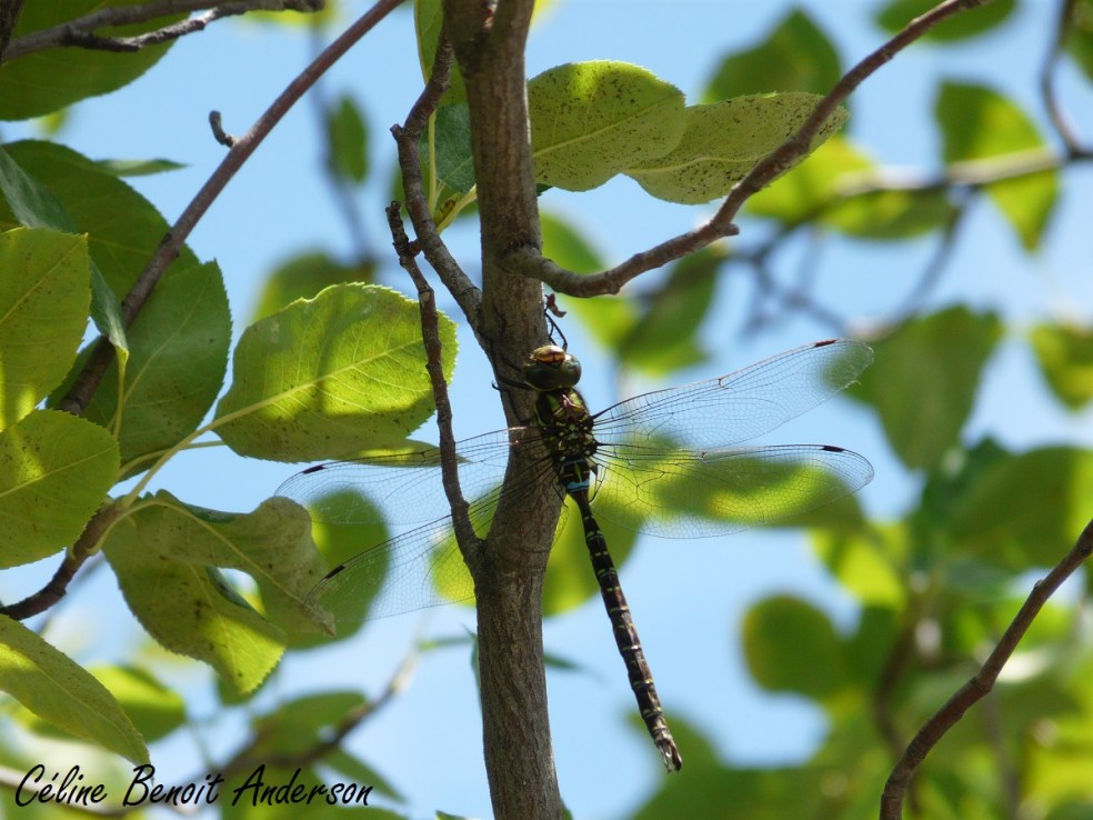 CBenoitAnderson2_Fin