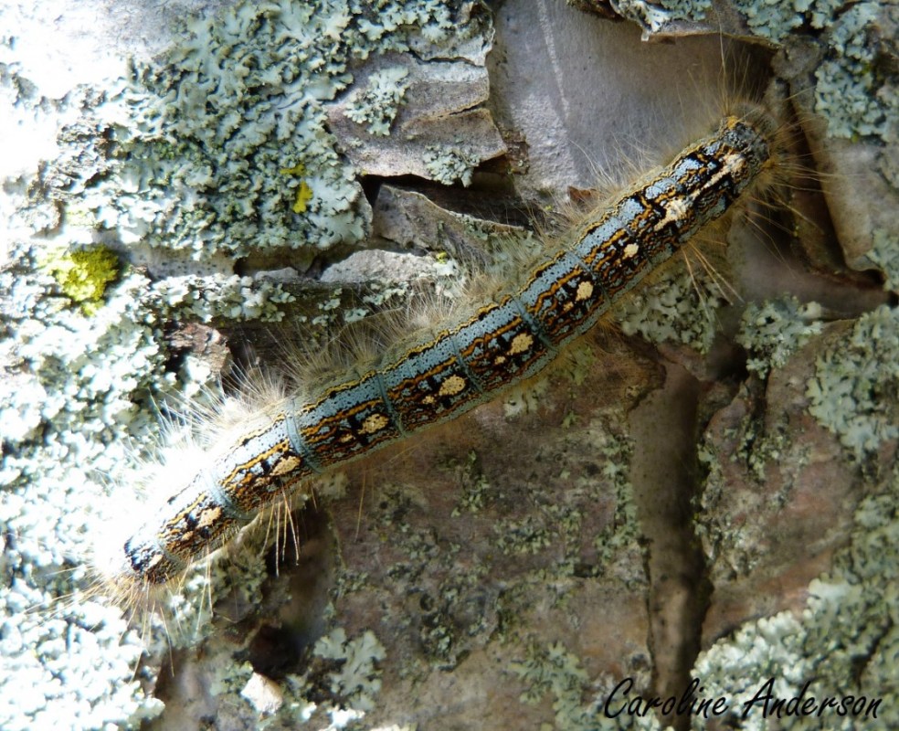 M. disstria Chenille 1