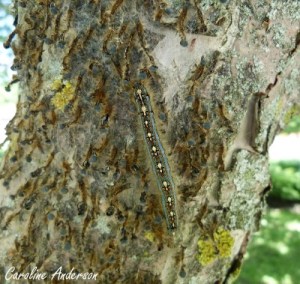 M. disstria Chenille 2