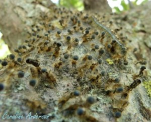 M. disstria Chenille 3