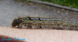 M. disstria Chenille 4