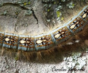 M. disstria Chenille Close-up