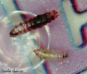 larves-dipteres-bleuets