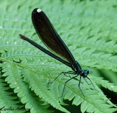 demoiselle-bistree_2