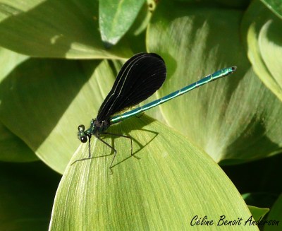 demoiselle-bistree_cba