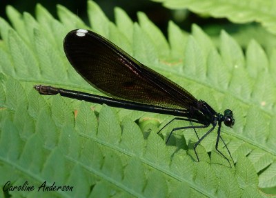 demoiselle-bistree_signature