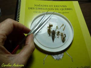 exuvies-odonates-et-cle
