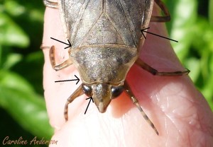 belostoma-et-parasites