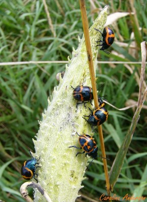 chrysomele-asclepiade-2006