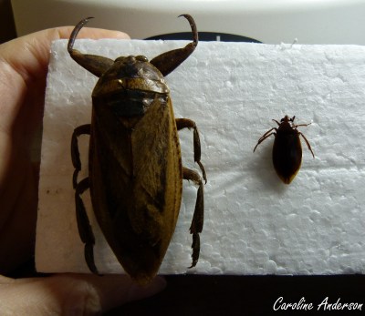 lethocerus-vs-belostoma-corps