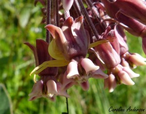 thomise-variable_asclepiade