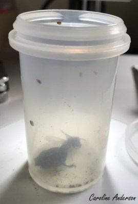 bousier-parasite-1