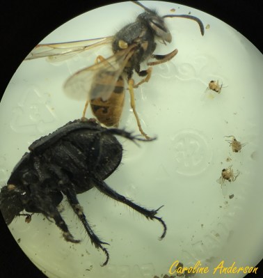 bousier-parasite-2