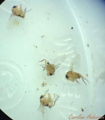 phoridae-1