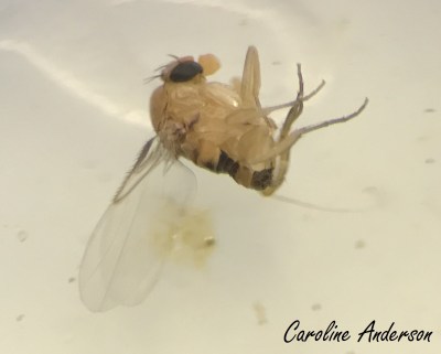 phoridae-2