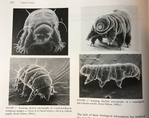 Tardigrades_Thorp&Covich2001