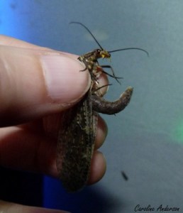 C. rastricornis femelle